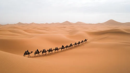 Camels in Desert Sand Dunes