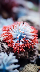 Captivating Coral Anemone in Aquarium: A Study in Light Red and Azure