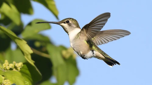 Delicate Hummingbird Suspended in Air