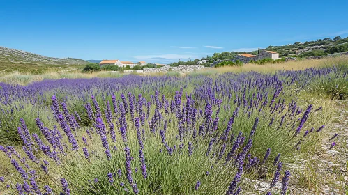Blooming Lavender Fields and Scenic Countryside