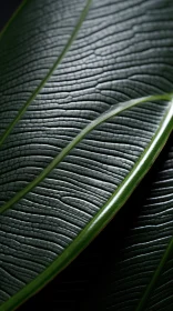 Close-Up of Green Leaf Against Dark Background: A Study in Organic Sculpture and Tropical Symbolism