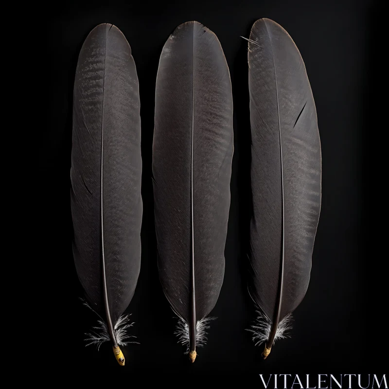 Three Feathers on Black Background AI Image