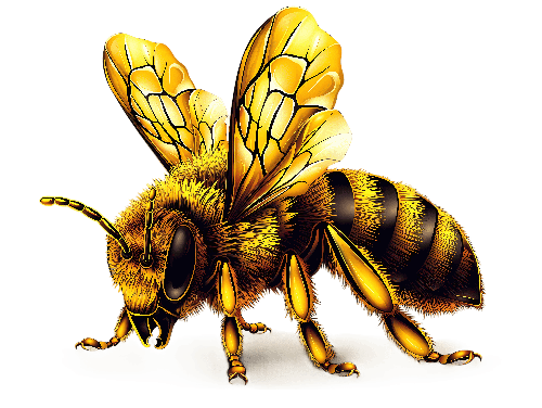 Detailed Illustration of Golden-Brown Honey Bee POD Design