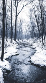 Calm Winter Forest Stream