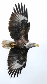 Soaring Bald Eagle Image