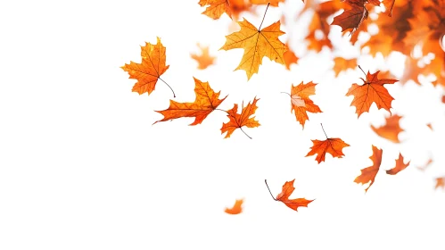 Autumnal Leaves on White Background