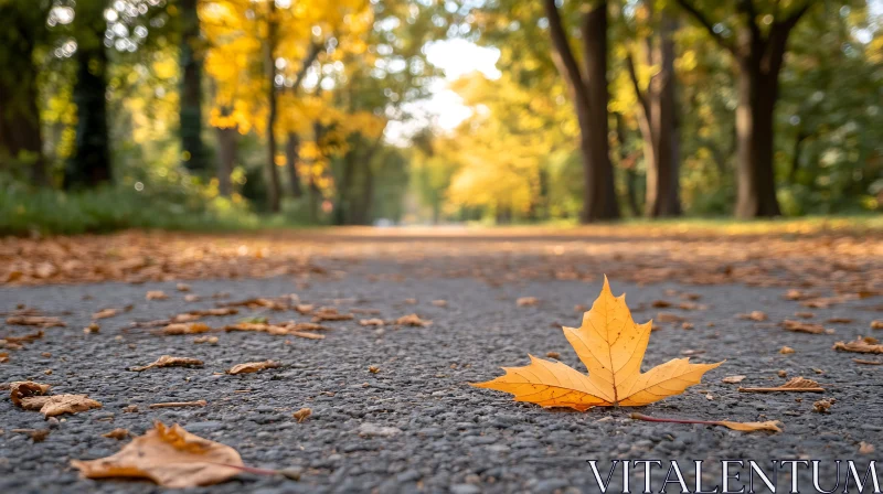 Fallen Leaf on Roadway in Autumn