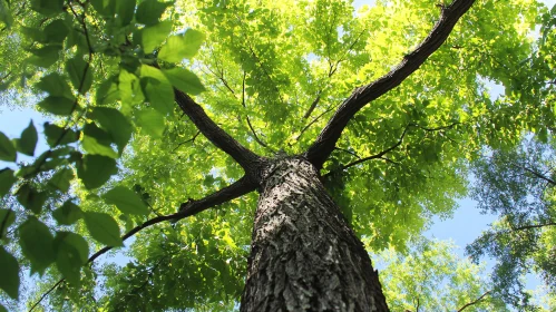 Looking Up Through the Tree