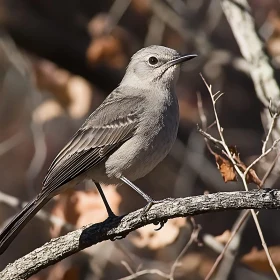 Bird on Branch