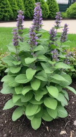 Purple Flowering Plant in Green Garden