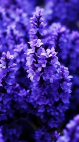 Ethereal View of Purple Flowers in Bloom