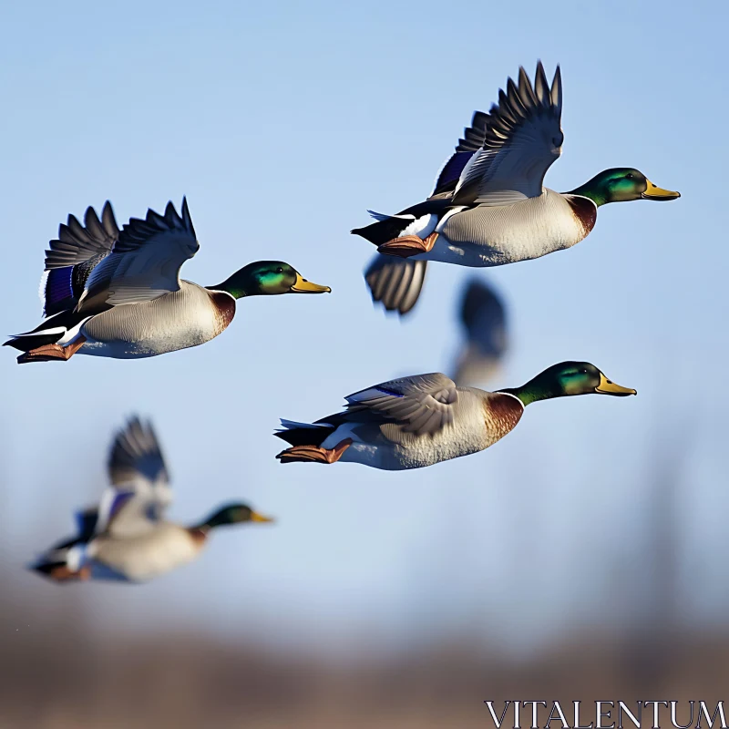 Flock of Ducks Flying AI Image