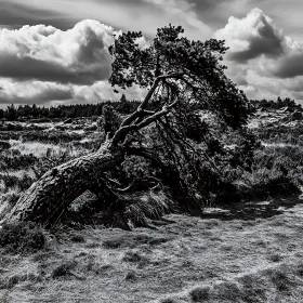 Leaning Tree in Monochrome Landscape