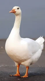 Majestic White Goose