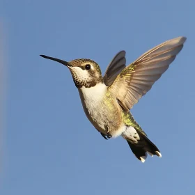 Delicate Hummingbird Soaring