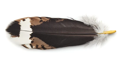 Isolated Feather on White Background