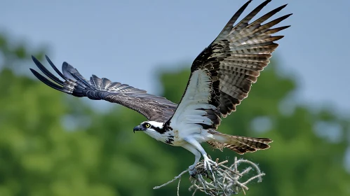 Majestic Osprey Taking Flight From Nest