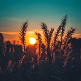 Evening Glow Over The Field