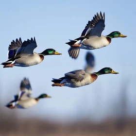Flock of Ducks Flying