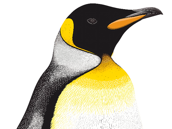 Penguin Illustration Tee POD Design