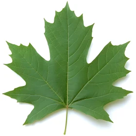 Isolated Maple Leaf