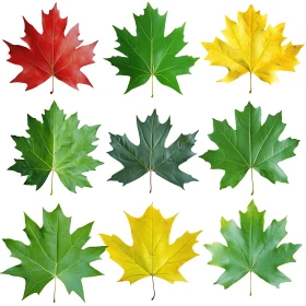 Autumnal Maple Leaf Assortment
