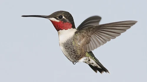 Hummingbird with Ruby Throat