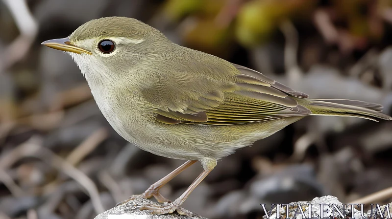 Graceful Avian on a Stone AI Image