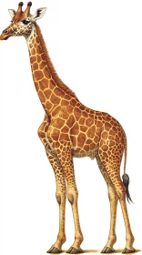Elegant Giraffe Art