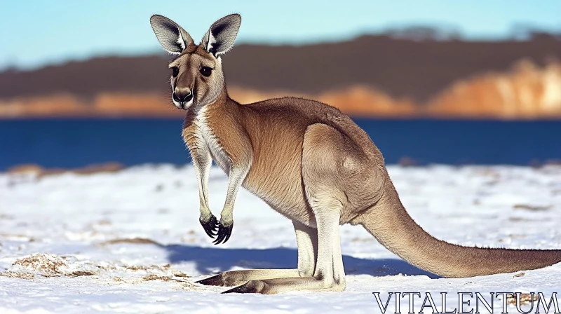 Winter Wildlife Scene with Kangaroo AI Image