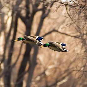 Flying Ducks Over Trees
