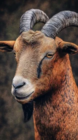 Majestic Goat Portrait