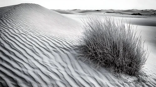 Desert Scene in Black and White with Sand Ripples and Vegetation