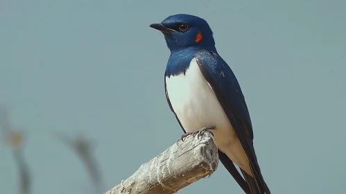 Blue and White Swallow on Branch