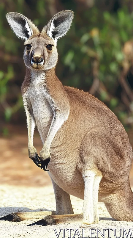 Wild Kangaroo Standing Alert AI Image