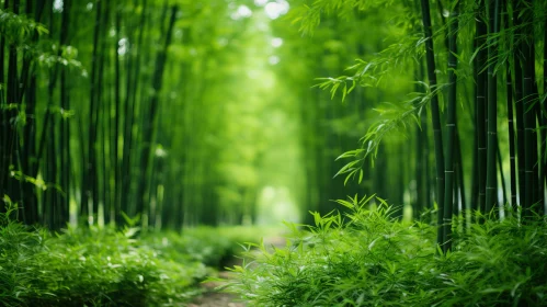 Serene and Tranquil Bamboo Forest Path