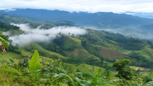 Foggy Tropical Landscape in the Mountains