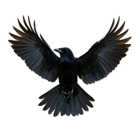 Black Raven Spreading its Wings