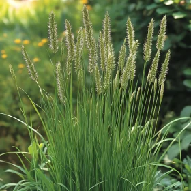 Slender Green Foliage in a Natural Setting