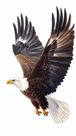 Eagle with Outstretched Wings