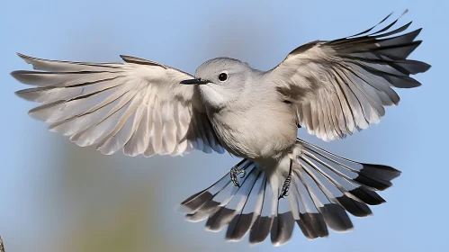 Grey Bird Flying