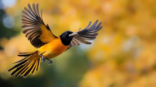 Soaring Oriole Against Autumn Hues