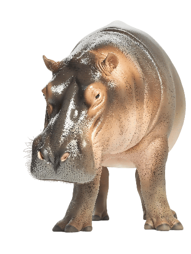 Frontal View of a Hippopotamus on Transparent Background