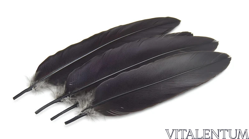 Raven Feathers Still Life AI Image