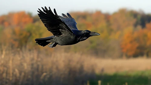 Black Raven Flying in Fall Scenery
