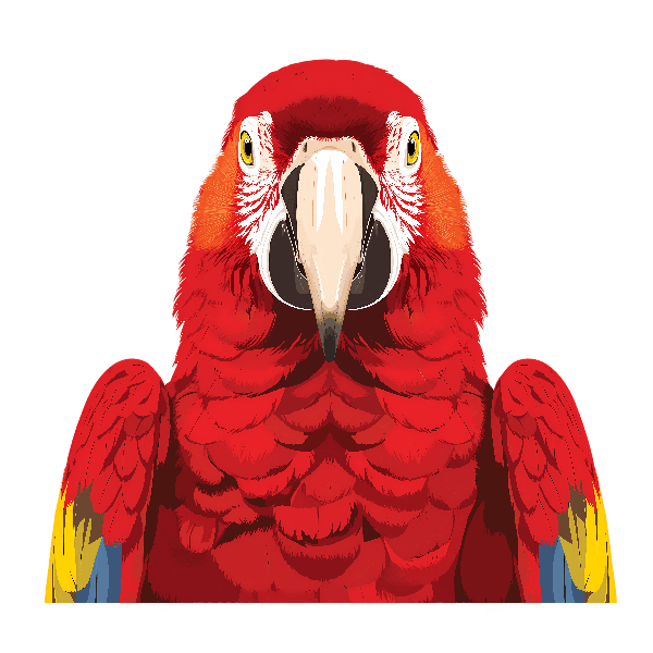 Colorful Parrot Illustration POD Design