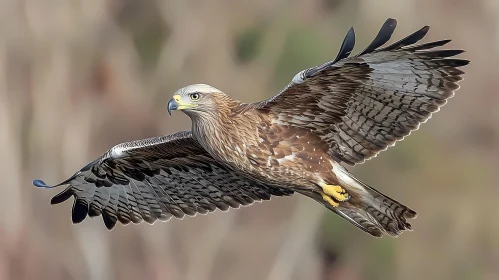 Soaring Eagle with Powerful Wings