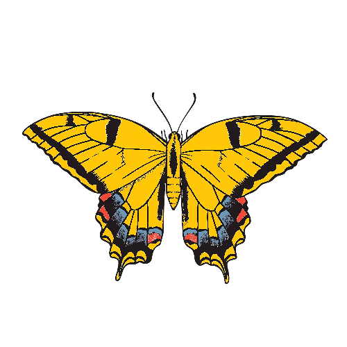 Yellow Butterfly Vector Illustration - Elegant Design POD Design