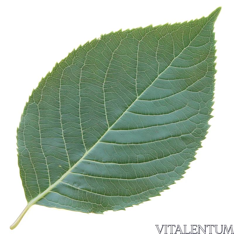 Isolated Green Leaf on White