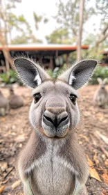 Inquisitive Kangaroo Staring